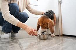 揭秘6大吃货犬种!你的爱犬上榜了吗?