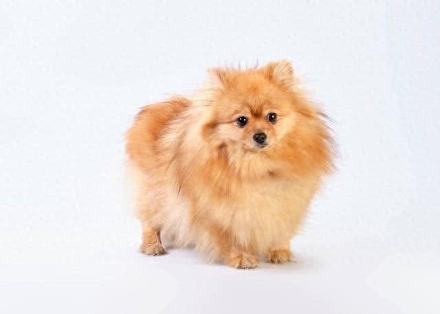 探索宠物世界：博美犬的魅力与神奇