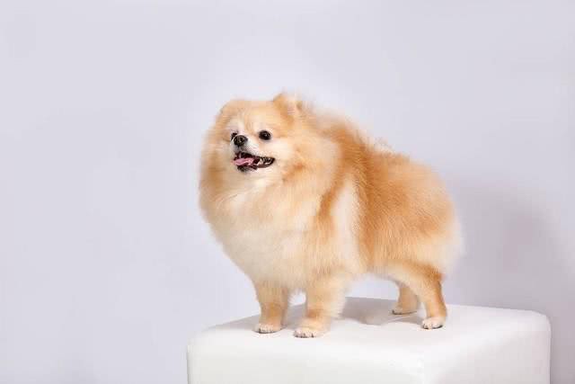 探索宠物世界：博美犬的魅力与神奇