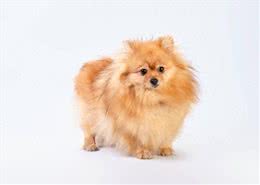 探索宠物世界：博美犬的魅力与神奇