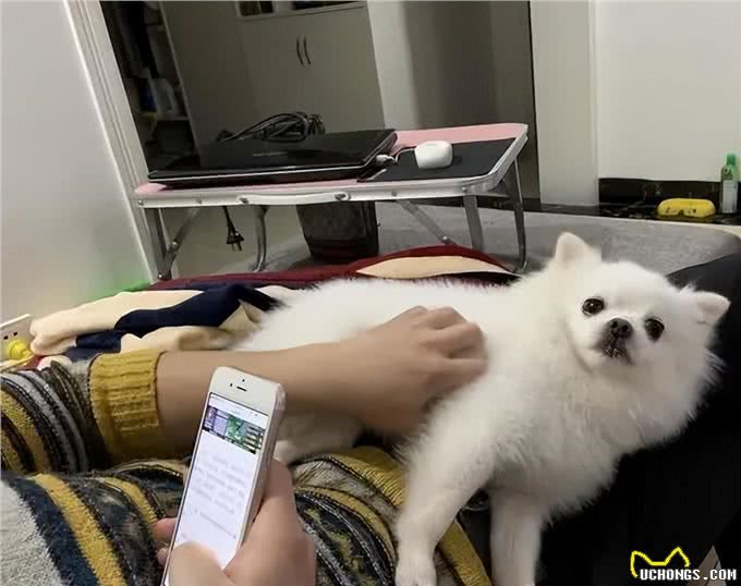 粘人!我只服这7种狗，狗狗:主人快到怀里来