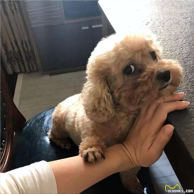 粘人!我只服这7种狗，狗狗:主人快到怀里来