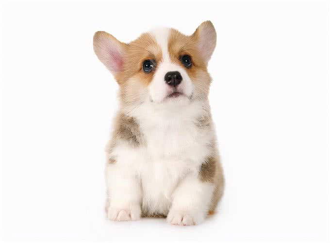 正确饲养幼犬的方法及注意事项
