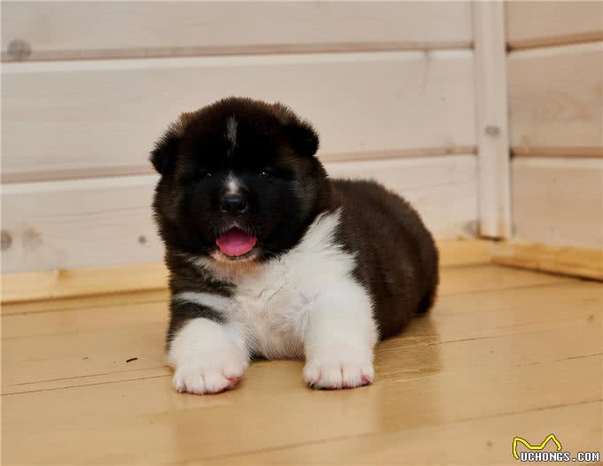 正确饲养幼犬的方法及注意事项