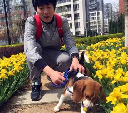 我的养宠心得：边牧VS比格大PK，谁才是真正的拆家王!