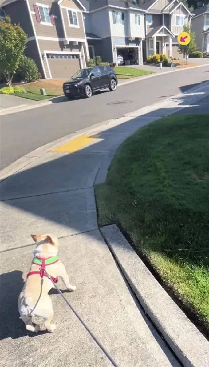 狗狗的灵感:一次意外的救援