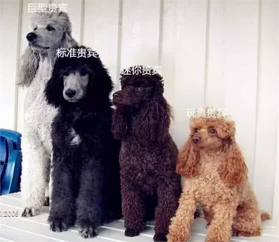 泰迪贵宾犬挑选有妙招，很多人都忽略第4点