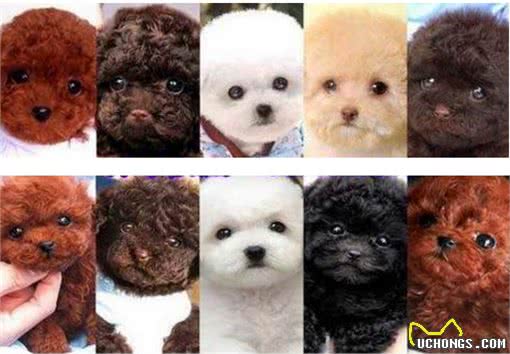 泰迪贵宾犬挑选有妙招，很多人都忽略第4点