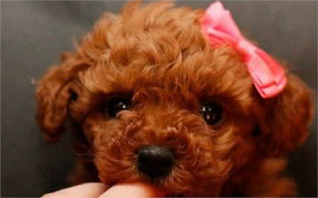 泰迪贵宾犬挑选有妙招，很多人都忽略第4点