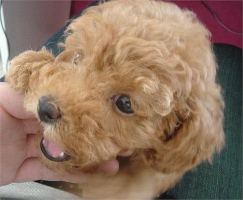 泰迪贵宾犬挑选有妙招，很多人都忽略第4点
