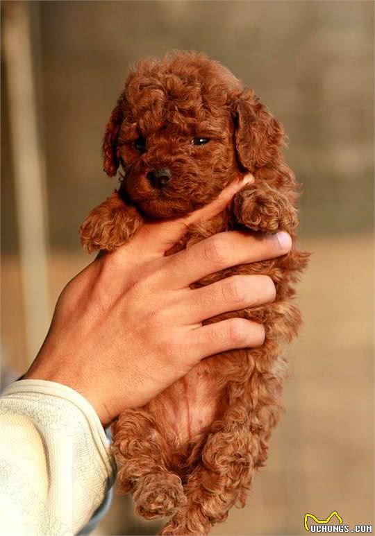 泰迪贵宾犬挑选有妙招，很多人都忽略第4点