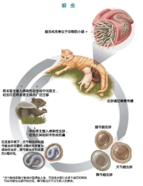 犬猫的肠道寄生虫—蛔虫