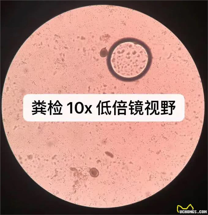 犬猫的肠道寄生虫—蛔虫