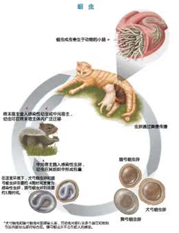 犬猫的肠道寄生虫—蛔虫