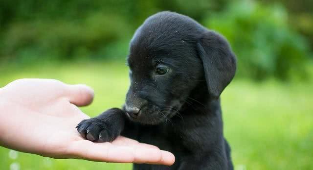 贵宾犬也会掉毛!狗狗天天掉毛，家里狗毛满天飞怎么办?