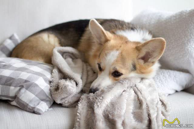 贵宾犬也会掉毛!狗狗天天掉毛，家里狗毛满天飞怎么办?