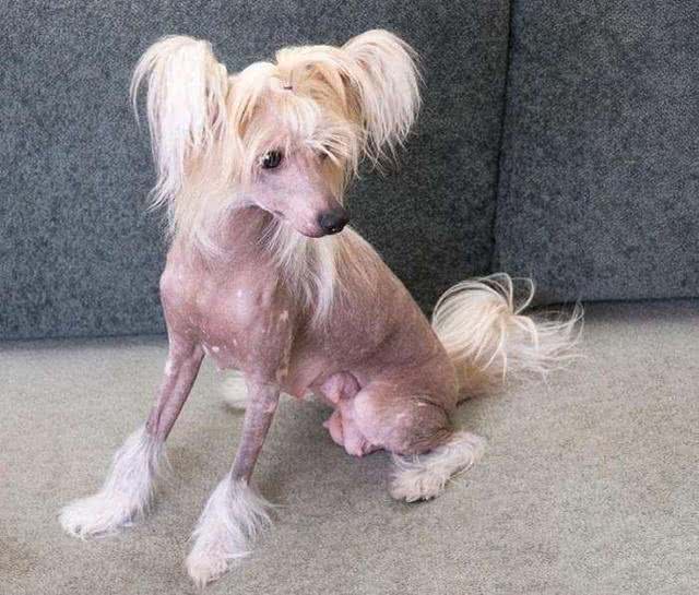 贵宾犬也会掉毛!狗狗天天掉毛，家里狗毛满天飞怎么办?