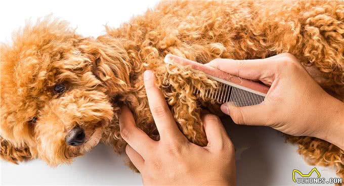 贵宾犬也会掉毛!狗狗天天掉毛，家里狗毛满天飞怎么办?
