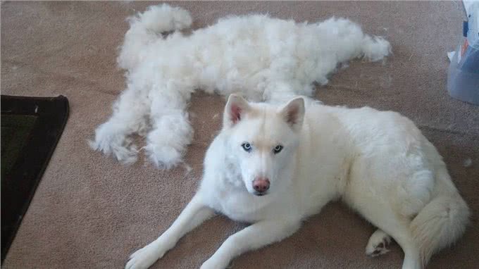 贵宾犬也会掉毛!狗狗天天掉毛，家里狗毛满天飞怎么办?
