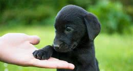 贵宾犬也会掉毛!狗狗天天掉毛，家里狗毛满天飞怎么办?