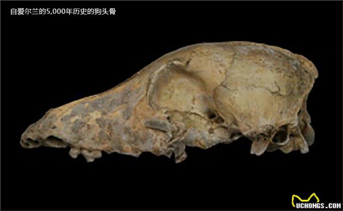 狗是什么时候被人类驯化的?古代狗的DNA测序揭示驯化历程