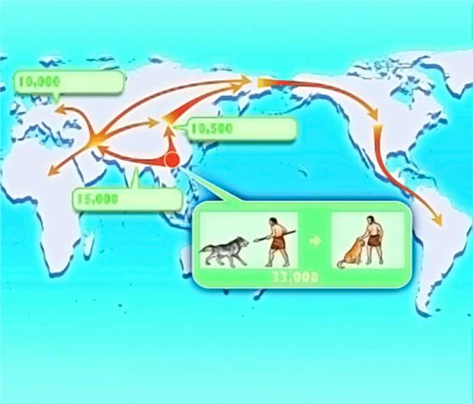 狗是什么时候被人类驯化的?古代狗的DNA测序揭示驯化历程