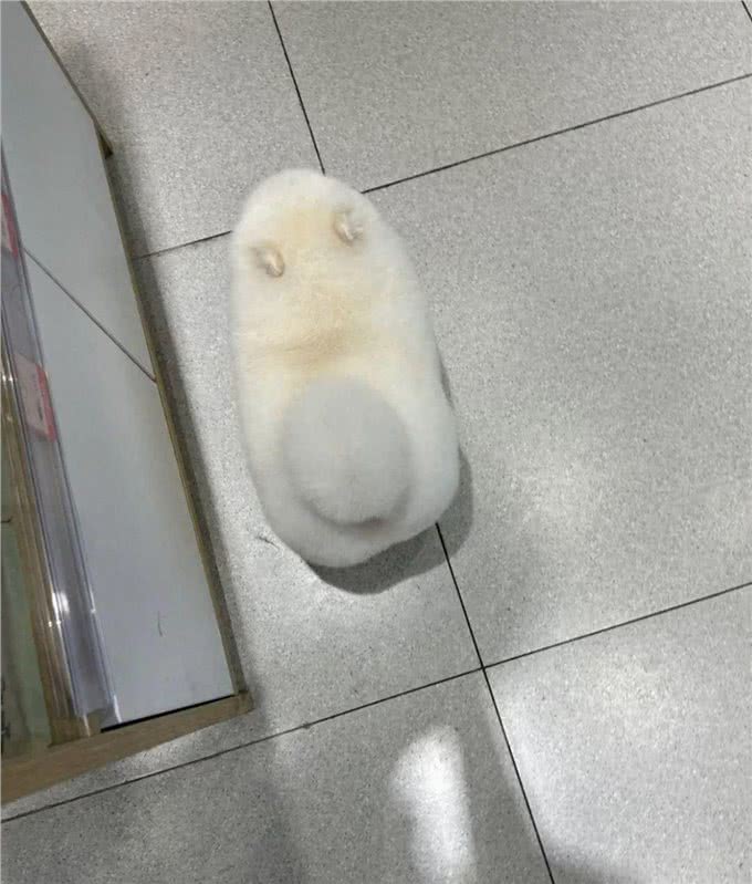 小博美洗完澡后,主人被它萌化了,这是谁家刚出炉的港荣蒸蛋糕?