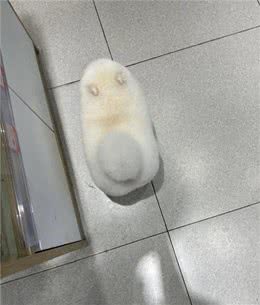 小博美洗完澡后，主人被它萌化了，这是谁家刚出炉的港荣蒸蛋糕?