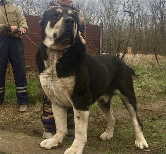 这4种猛犬是暴力美学的杰作，犬界中的野兽，一般人驾驭不了