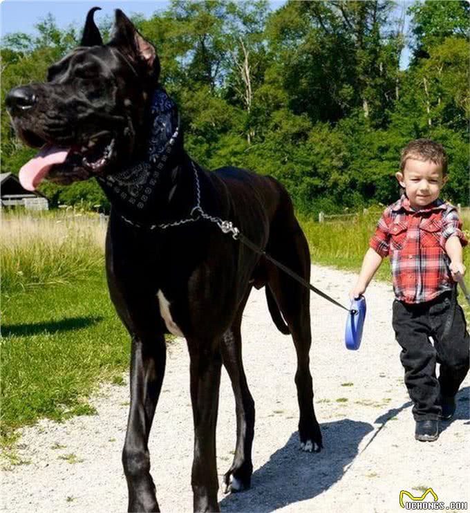 这4种猛犬是暴力美学的杰作，犬界中的野兽，一般人驾驭不了