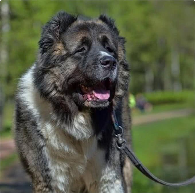 这4种猛犬是暴力美学的杰作，犬界中的野兽，一般人驾驭不了