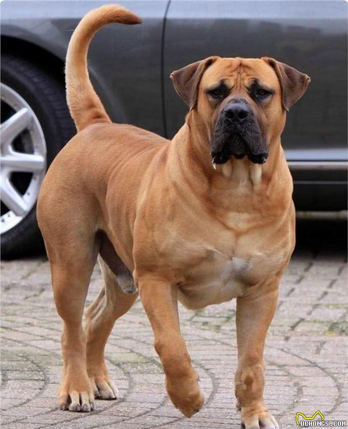 这4种猛犬是暴力美学的杰作，犬界中的野兽，一般人驾驭不了