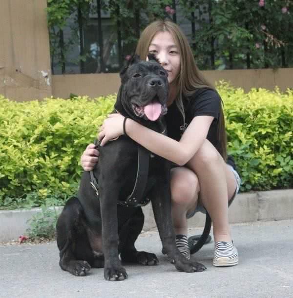 最近火爆了的神犬