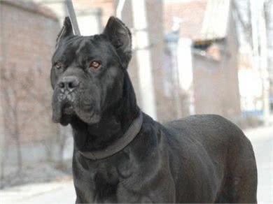 最近火爆了的神犬