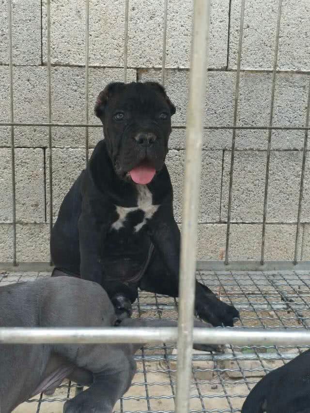 最近火爆了的神犬