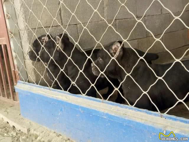 最近火爆了的神犬