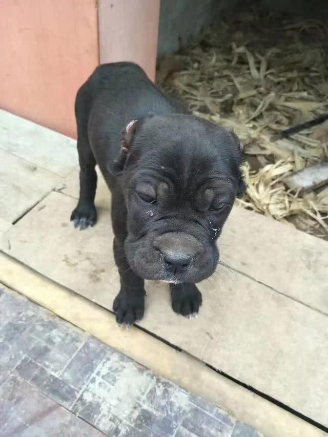 最近火爆了的神犬