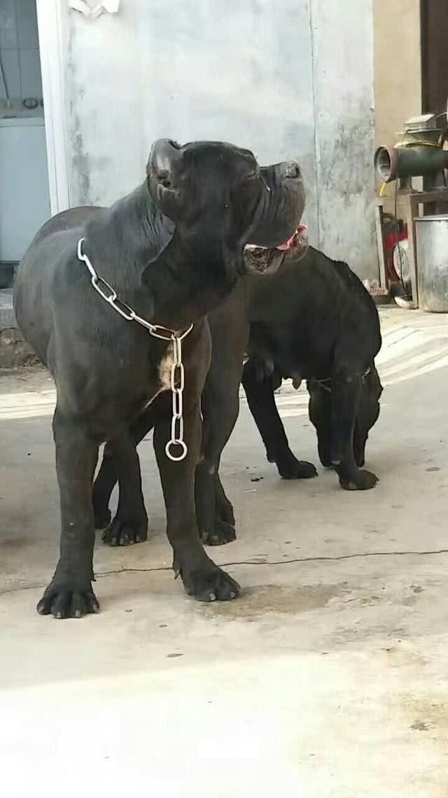 最近火爆了的神犬