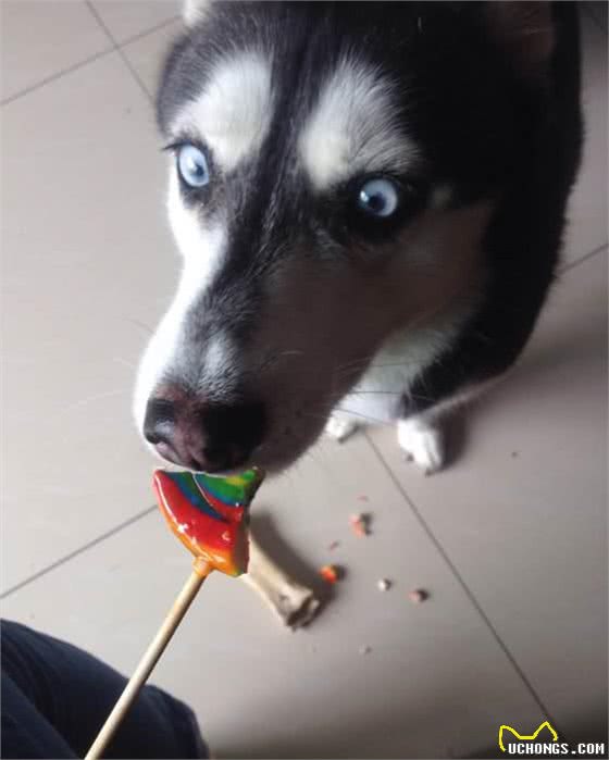 喂狗狗吃糖果这个蠢事你做过吗?
