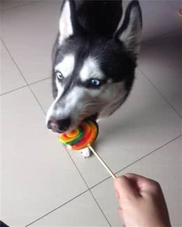 喂狗狗吃糖果这个蠢事你做过吗?