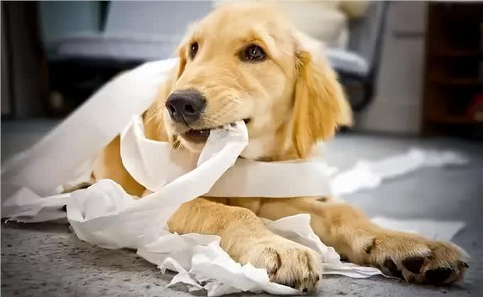 猫狗乱咬乱吃异食癖怎么办?严重的可能开刀取物