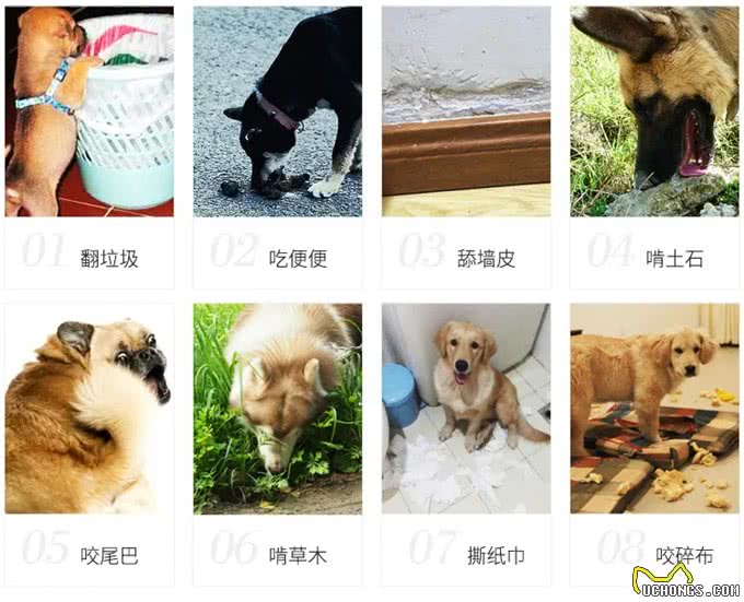 猫狗乱咬乱吃异食癖怎么办?严重的可能开刀取物