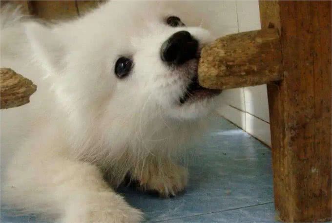 猫狗乱咬乱吃异食癖怎么办?严重的可能开刀取物