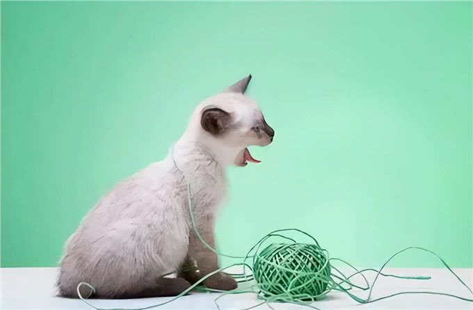 猫狗乱咬乱吃异食癖怎么办?严重的可能开刀取物