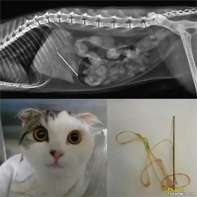 猫狗乱咬乱吃异食癖怎么办?严重的可能开刀取物