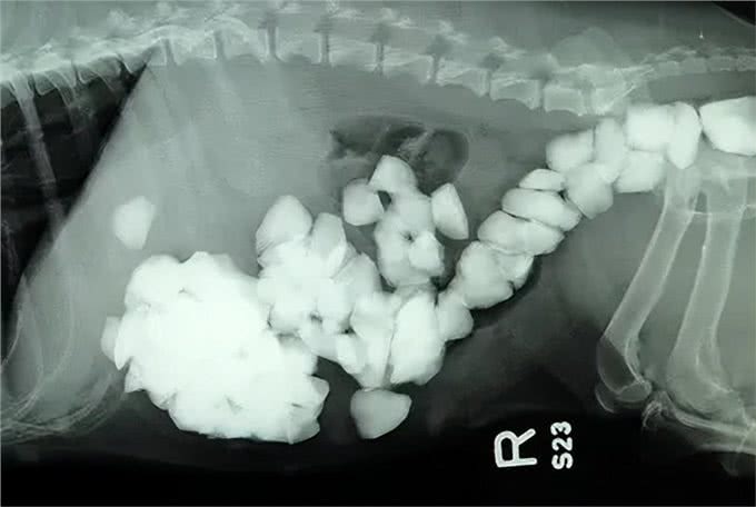 猫狗乱咬乱吃异食癖怎么办?严重的可能开刀取物