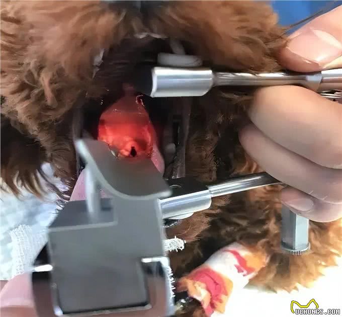 猫狗乱咬乱吃异食癖怎么办?严重的可能开刀取物