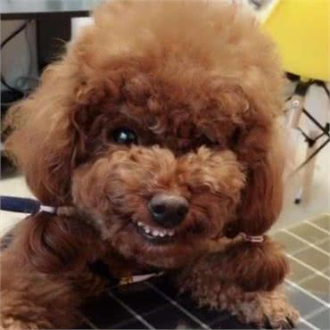 泰迪犬的这5种行为，是想告诉你，你惹到它了