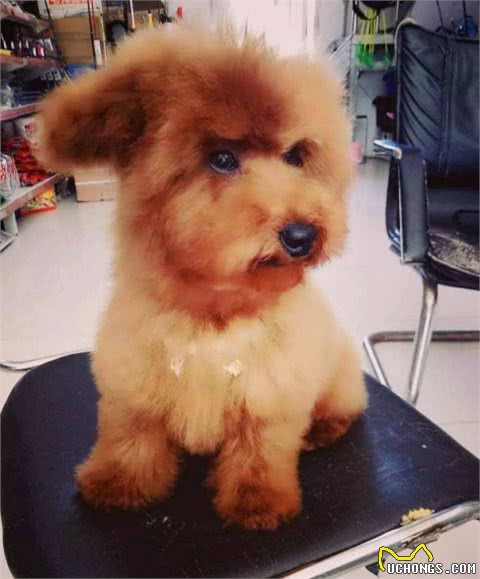 泰迪犬的这5种行为，是想告诉你，你惹到它了