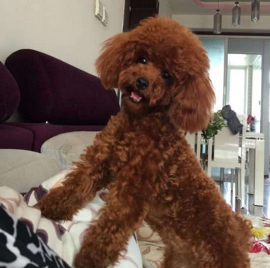泰迪犬的这5种行为，是想告诉你，你惹到它了